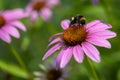 Honey bee pollinates an echinacea purpurea flower Royalty Free Stock Photo