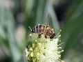 honey bee pollinates flowering onions in the garden Royalty Free Stock Photo