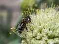 honey bee pollinates flowering onions in the garden Royalty Free Stock Photo