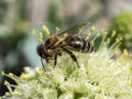 honey bee pollinates flowering onions in the garden Royalty Free Stock Photo