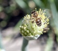 honey bee pollinates flowering onions in the garden Royalty Free Stock Photo