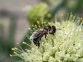 honey bee pollinates flowering onions in the garden Royalty Free Stock Photo