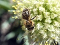 honey bee pollinates flowering onions in the garden Royalty Free Stock Photo