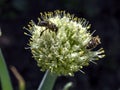 Honey bee pollinates flowering onions in the garden Royalty Free Stock Photo