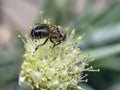 honey bee pollinates flowering onions in the garden Royalty Free Stock Photo