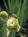 honey bee pollinates flowering onions in the garden Royalty Free Stock Photo