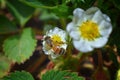 The honey bee pollinates the flowers of the strawberry which blossoms in large spring flower in Cottage Garden in South Jordan, Ut