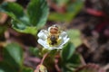 The honey bee pollinates the flowers of the strawberry which blossoms in large spring flower in Cottage Garden in South Jordan, Ut