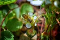 The honey bee pollinates the flowers of the strawberry which blossoms in large spring flower in Cottage Garden in South Jordan, Ut