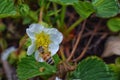 The honey bee pollinates the flowers of the strawberry which blossoms in large spring flower in Cottage Garden in South Jordan, Ut