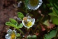 The honey bee pollinates the flowers of the strawberry which blossoms in large spring flower in Cottage Garden in South Jordan, Ut