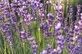 Honey bee pollinates the lavender flowers. Plant decay with insects Royalty Free Stock Photo
