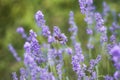 Honey bee pollinates lavender flowers. Plant decay with insects., sunny lavender. Lavender flowers in field. Close-up Royalty Free Stock Photo