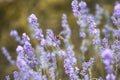 Honey bee pollinates lavender flowers. Plant decay with insects., sunny lavender. Lavender flowers in field. Close-up Royalty Free Stock Photo