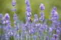 Honey bee pollinates lavender flowers. Plant decay with insects., sunny lavender. Lavender flowers in field. Close-up Royalty Free Stock Photo