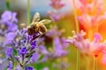 Honey bee pollinates lavender flowers. Plant decay with insects., sunny lavender. Lavender flowers in field. Soft focus Royalty Free Stock Photo