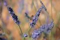 Honey bee pollinates lavender flowers. Plant decay with insects., sunny lavender, Lavender flowers Royalty Free Stock Photo
