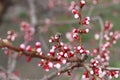 A honey bee pollinates a pink cherry blossom. Copy space - concept of spring, nature, flowering tree, beautiful postcard Royalty Free Stock Photo