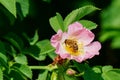 Honey bee pollinates pink flower Royalty Free Stock Photo