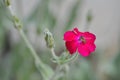 A honey bee pollinates a pink flower of lychnis coronaria and collecting honey dew Royalty Free Stock Photo