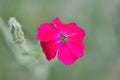 A honey bee pollinates a pink flower of lychnis coronaria and collecting honey dew Royalty Free Stock Photo