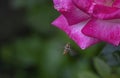 Honey bee pollinates pink rose flower Royalty Free Stock Photo