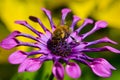 A Honey Bee Pollinates a Purple Flower Royalty Free Stock Photo