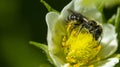 honey bee pollinates a white strawberry flower,