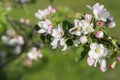 Honey bee pollinating apple blossom. The Apple tree blooms. honey bee collects nectar on the flowers apple trees. Bee sitting on Royalty Free Stock Photo