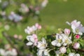 Honey bee pollinating apple blossom. The Apple tree blooms. honey bee collects nectar on the flowers apple trees. Bee sitting on Royalty Free Stock Photo