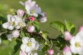 Honey bee pollinating apple blossom. The Apple tree blooms. honey bee collects nectar on the flowers apple trees. Bee sitting on Royalty Free Stock Photo