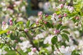 Honey bee pollinating apple blossom. The Apple tree blooms. honey bee collects nectar on the flowers apple trees. Bee sitting on Royalty Free Stock Photo