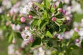 Honey bee pollinating apple blossom. The Apple tree blooms. honey bee collects nectar on the flowers apple trees. Bee sitting on Royalty Free Stock Photo