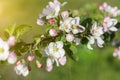 Honey bee pollinating apple blossom. The Apple tree blooms. honey bee collects nectar on the flowers apple trees. Bee sitting on Royalty Free Stock Photo