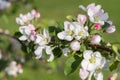 Honey bee pollinating apple blossom. The Apple tree blooms. honey bee collects nectar on the flowers apple trees. Bee sitting on Royalty Free Stock Photo
