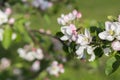 Honey bee pollinating apple blossom. The Apple tree blooms. honey bee collects nectar on the flowers apple trees. Bee sitting on Royalty Free Stock Photo