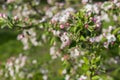 Honey bee pollinating apple blossom. The Apple tree blooms. honey bee collects nectar on the flowers apple trees. Bee sitting on Royalty Free Stock Photo