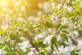 Honey bee pollinating apple blossom. The Apple tree blooms. honey bee collects nectar on the flowers apple trees. Bee sitting on Royalty Free Stock Photo