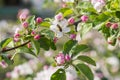 Honey bee pollinating apple blossom. The Apple tree blooms. Spring flowers