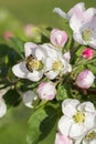 Honey bee pollinating apple blossom. The Apple tree blooms. Spring flowers. vertical photo Royalty Free Stock Photo