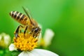 Honey bee pollinating a bidens pilosa flower. insect, honeybee, wild, beauty in Nature