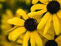 Honey Bee Pollinating on Black-Eyed Susan Flower Royalty Free Stock Photo