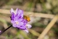 Honey bee pollinating a Blue wildflower Dichelostemma capitatum, California