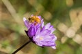 Honey bee pollinating a Blue wildflower Dichelostemma capitatum, California