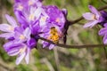 Honey bee pollinating a Blue wildflower Dichelostemma capitatum, California