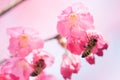 Honey bee pollinating cherry blossoms. insect, flower, agriculture, sakura, nectar, nature Royalty Free Stock Photo