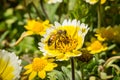 Honey bee pollinating coastal tidytips wildflowers Layia platyglossa, Mori Point, Pacifica, California