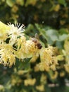 Honey bee pollinating and collecting nectar on a Linden tree blossom Royalty Free Stock Photo