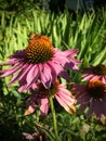 Honey Bee pollinating and collecting nectar on a purple cone Echinacea flower blossom in summer cottage garden closeup Utah Royalty Free Stock Photo