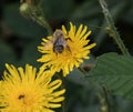 Honey bee pollinating a dandelion with a green background Royalty Free Stock Photo